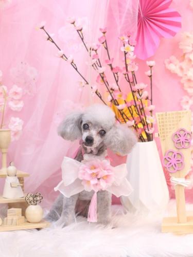 20250312サージュちゃん